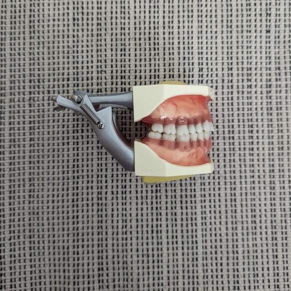 Typodont - Picture 2 of 7